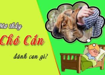 Mơ thấy chó cắn đánh đề con gì