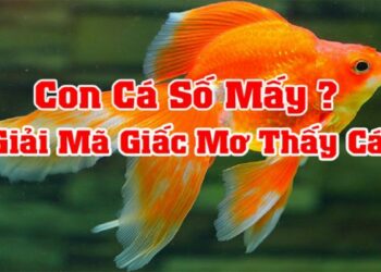 Mơ thấy làm cá