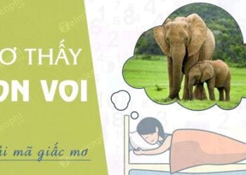 Mơ thấy voi đánh số mấy