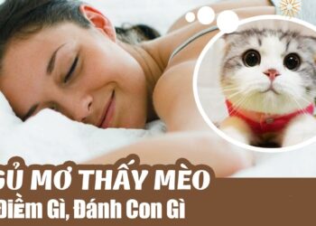 Nằm mơ thấy mèo đánh số mấy